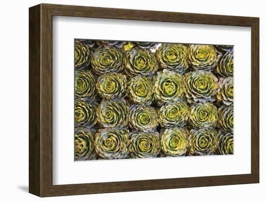 Market in Santiago, These Artichokes Were Displayed Artfully in Rows-Mallorie Ostrowitz-Framed Photographic Print