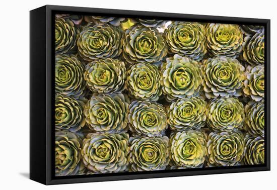 Market in Santiago, These Artichokes Were Displayed Artfully in Rows-Mallorie Ostrowitz-Framed Premier Image Canvas
