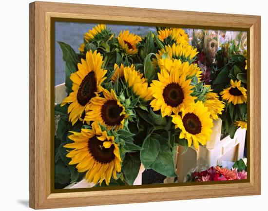 Market Sunflowers, Nice, France-Charles Sleicher-Framed Premier Image Canvas