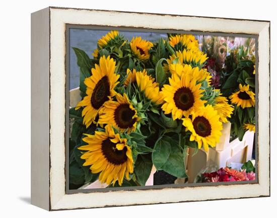 Market Sunflowers, Nice, France-Charles Sleicher-Framed Premier Image Canvas