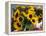 Market Sunflowers, Nice, France-Charles Sleicher-Framed Premier Image Canvas