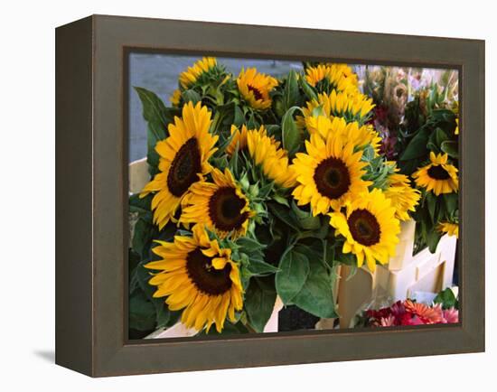 Market Sunflowers, Nice, France-Charles Sleicher-Framed Premier Image Canvas