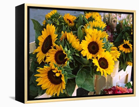 Market Sunflowers, Nice, France-Charles Sleicher-Framed Premier Image Canvas