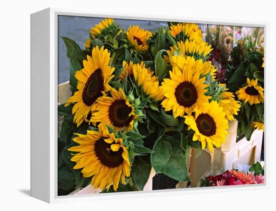 Market Sunflowers, Nice, France-Charles Sleicher-Framed Premier Image Canvas