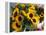 Market Sunflowers, Nice, France-Charles Sleicher-Framed Premier Image Canvas