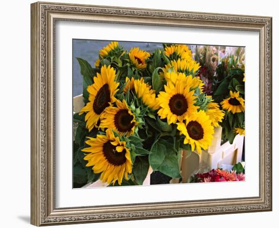 Market Sunflowers, Nice, France-Charles Sleicher-Framed Photographic Print