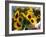 Market Sunflowers, Nice, France-Charles Sleicher-Framed Photographic Print