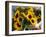 Market Sunflowers, Nice, France-Charles Sleicher-Framed Photographic Print