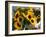 Market Sunflowers, Nice, France-Charles Sleicher-Framed Photographic Print