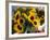 Market Sunflowers, Nice, France-Charles Sleicher-Framed Photographic Print