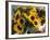 Market Sunflowers, Nice, France-Charles Sleicher-Framed Photographic Print