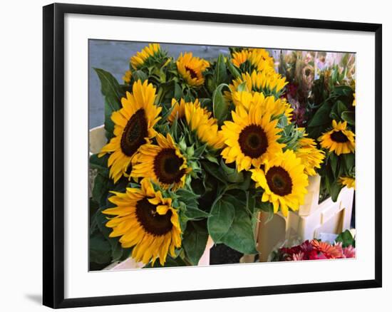 Market Sunflowers, Nice, France-Charles Sleicher-Framed Photographic Print