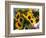 Market Sunflowers, Nice, France-Charles Sleicher-Framed Photographic Print