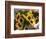 Market Sunflowers, Nice, France-Charles Sleicher-Framed Photographic Print