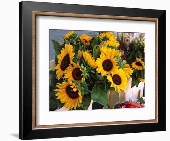 Market Sunflowers, Nice, France-Charles Sleicher-Framed Photographic Print