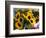 Market Sunflowers, Nice, France-Charles Sleicher-Framed Photographic Print