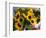 Market Sunflowers, Nice, France-Charles Sleicher-Framed Photographic Print