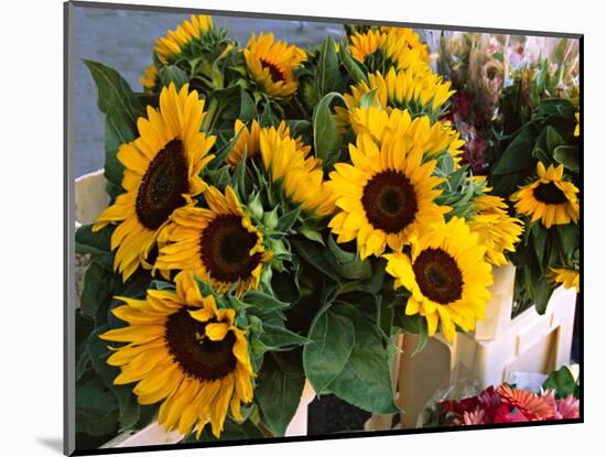 Market Sunflowers, Nice, France-Charles Sleicher-Mounted Photographic Print