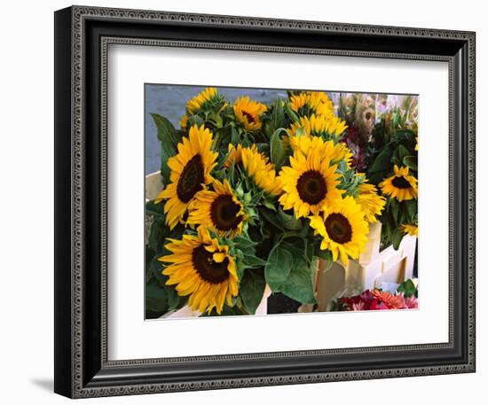 Market Sunflowers, Nice, France-Charles Sleicher-Framed Photographic Print