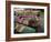 Market Traders in Boats Selling Fruit, Damnoen Saduak Floating Market, Bangkok, Thailand-Gavin Hellier-Framed Photographic Print