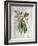 Market Vegetables II on Wood-Silvia Vassileva-Framed Art Print