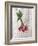 Market Vegetables III on Wood-Silvia Vassileva-Framed Art Print