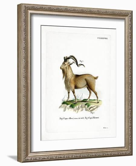 Markhor-null-Framed Giclee Print