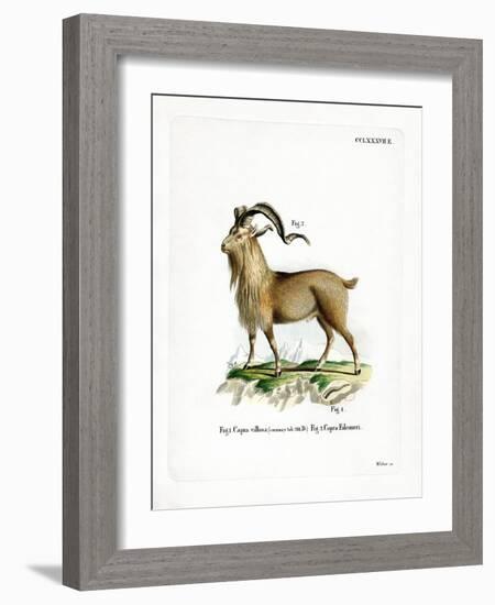 Markhor-null-Framed Giclee Print