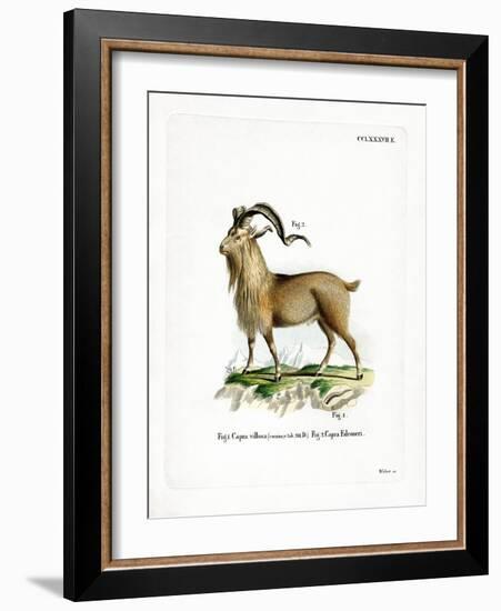 Markhor-null-Framed Giclee Print