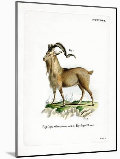 Markhor-null-Mounted Giclee Print