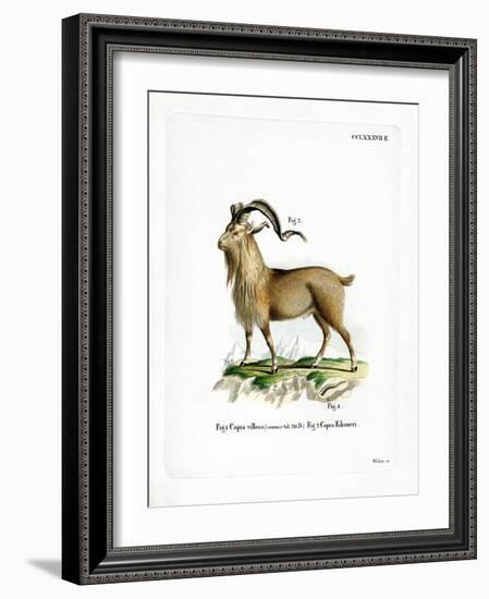 Markhor-null-Framed Giclee Print