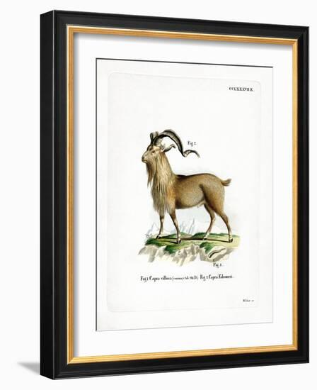 Markhor-null-Framed Giclee Print