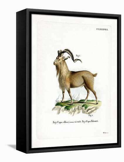 Markhor-null-Framed Premier Image Canvas