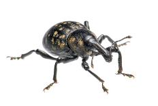 Large Pine Weevil (Hylobius Abietis), Slovenia, Europe, July, Meetyourneighbours.Net Project-Marko Masterl-Photographic Print