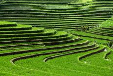 Terrace Rice Fields, Bali, Indonesia-Marko5-Framed Photographic Print