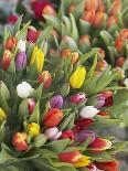 Bunches of colorful tulips-Markus Altmann-Premier Image Canvas