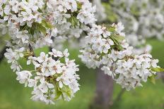 Blossoming Cherry Tree (Prunus Avium), Baden Wurttemberg, Germany, Europe-Markus Lange-Photographic Print