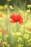 Single Poppy in a Field of Wildflowers, Val D'Orcia, Province Siena, Tuscany, Italy, Europe-Markus Lange-Photographic Print