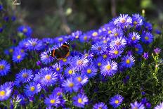 Red Admiral Butterfly Sitting on Flowers-Markus Leser-Photographic Print