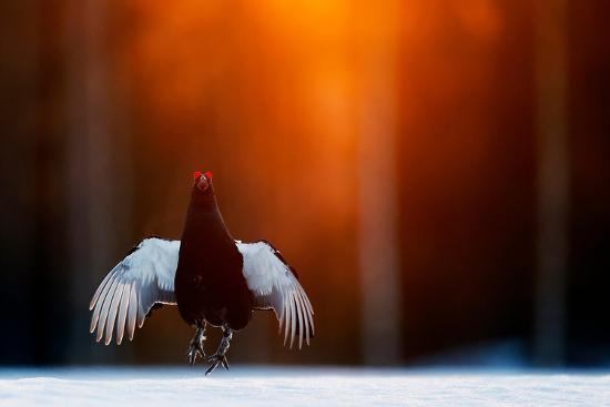 Photographic Print, , large