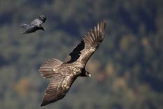 Carrion crow (Corvus corone corone) mobbing Lammergeier (Gypaetus barbatus) Spain-Markus Varesvuo-Photographic Print