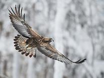 Golden eagle (Aquila chrysaetus) Kuusamo, Finland, January-Markus Varesvuo-Photographic Print
