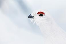 Whooper swan flock of five in flight. Hokkaido, Japan-Markus Varesvuo-Framed Photographic Print
