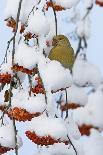Great spotted woodpecker three flying in snowy woodland,, Kuusamo, Finland-Markus Varesvuo-Photographic Print