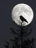 Silhouette of Hooded Crow (Corvus Cornix) Against Full Moon, Helsinki, Finland, December-Markus Varesvuo-Photographic Print