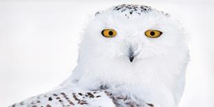 Snowy owl head portrait,  Canada-Markus Varesvuo-Photographic Print