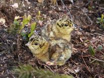 Two Capercaillie (Tetrao Urogallus) Chicks, Vaala, Finland, June-Markus Varesvuo-Photographic Print