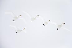Whooper swan flock of five in flight. Hokkaido, Japan-Markus Varesvuo-Framed Photographic Print