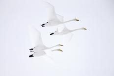 Whooper swan, four in flight. Hokkaido, Japan-Markus Varesvuo-Photographic Print