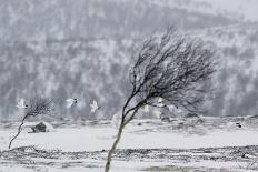 Willow Grouse (Lagopus Lagopus) Flock in Flight in Snow, Utsjoki, Finland, October-Markus Varesvuo-Framed Photographic Print